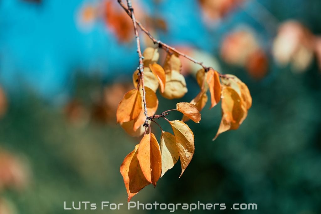 LutsForPhotographersDSC_64119-3 LutsForPhotographersDSC_64119-3